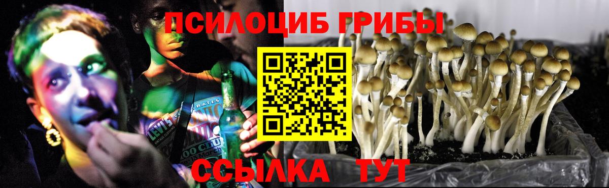 Галлюциногенные грибы Psilocybine cubensis Гулькевичи
